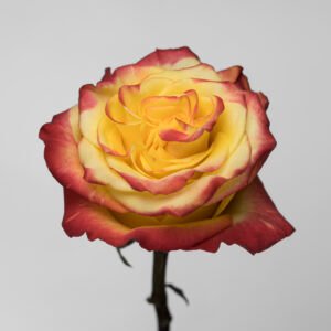 High & Yellow M. Flame